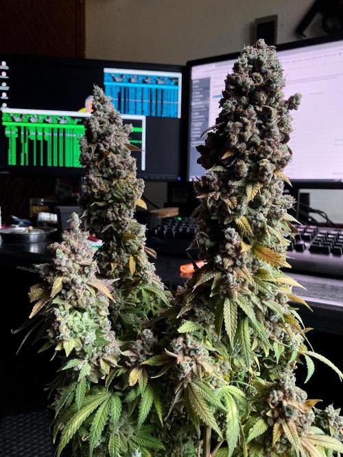 3M ⭕ Panama Red II. Week 22