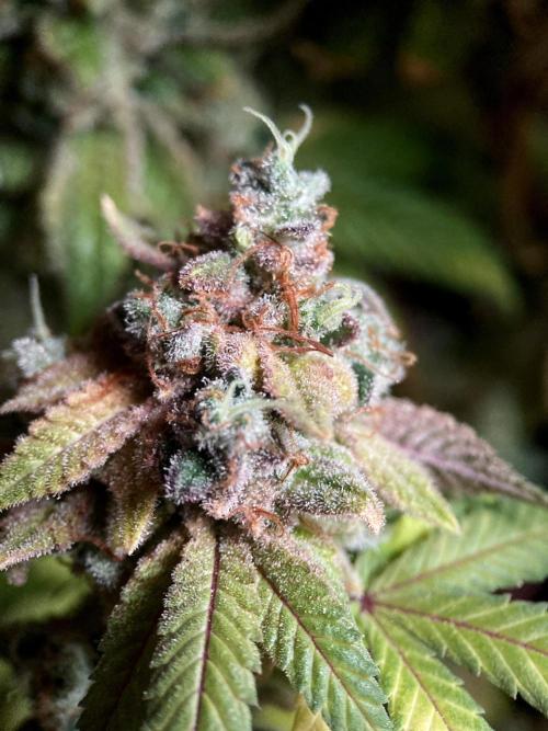 3M ⭕ Panama Red II. Week 22