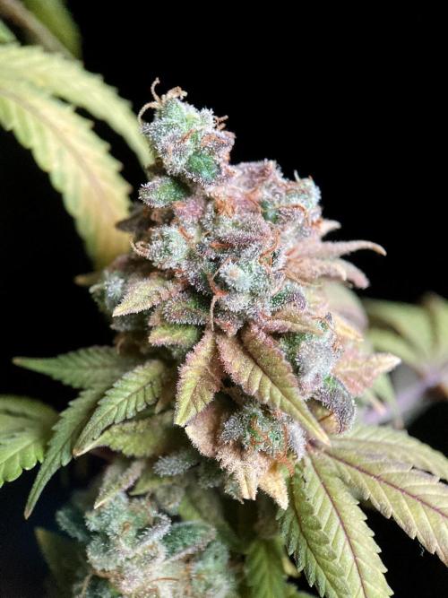 3M ⭕ Panama Red II. Week 22