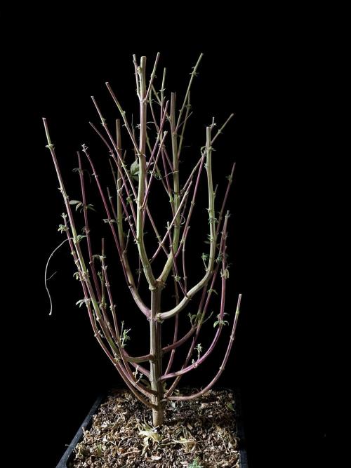 3M ⭕ Panama Red II. Week 22