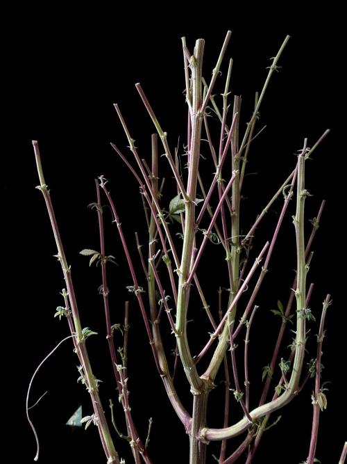 3M ⭕ Panama Red II. Week 22