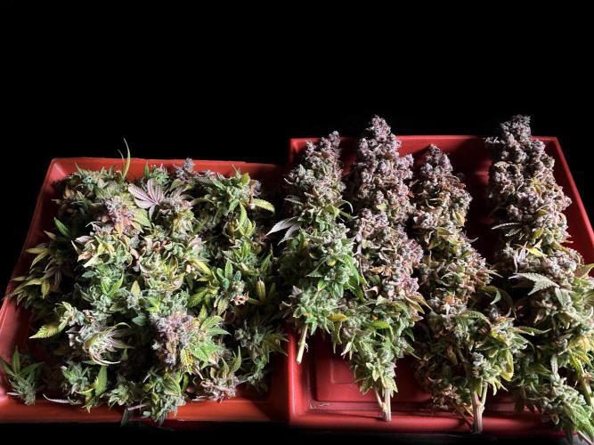 3M ⭕ Panama Red II. Week 22