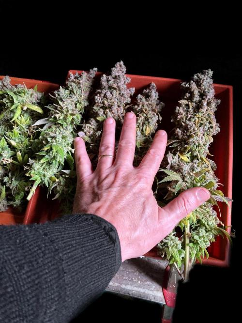 3M ⭕ Panama Red II. Week 22