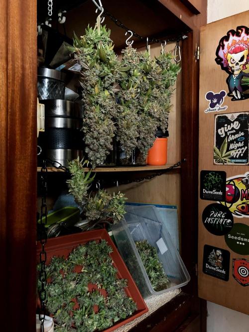 3M ⭕ Panama Red II. Week 22