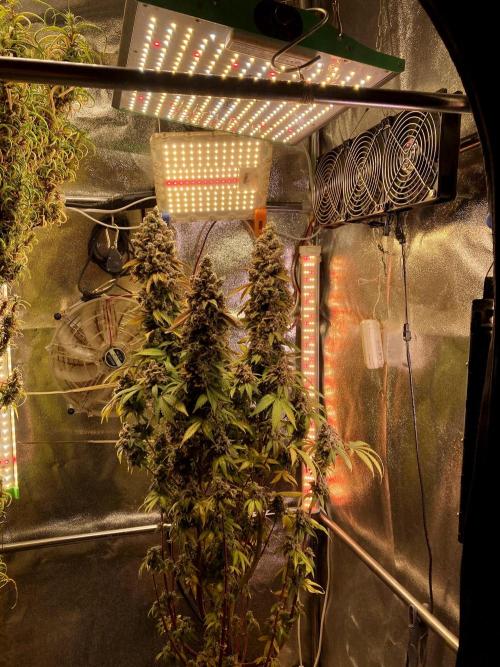 3M ⭕ Panama Red II. Week 22