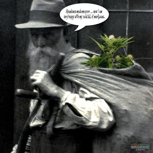 3M ⭕ Panama Red II. Week 22