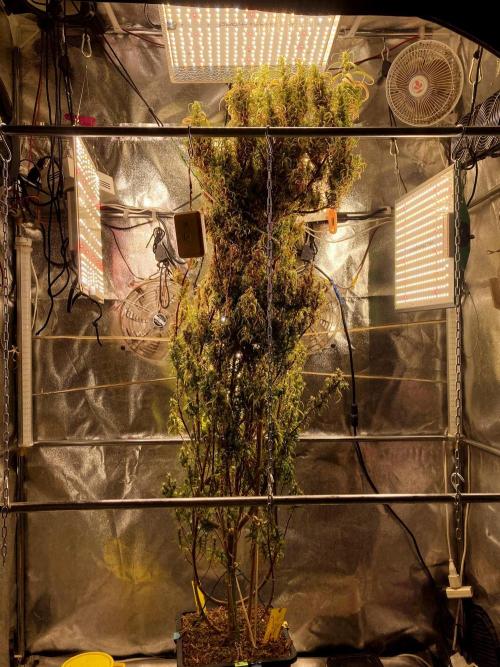 3M 🐵 Congo & x. Week 22