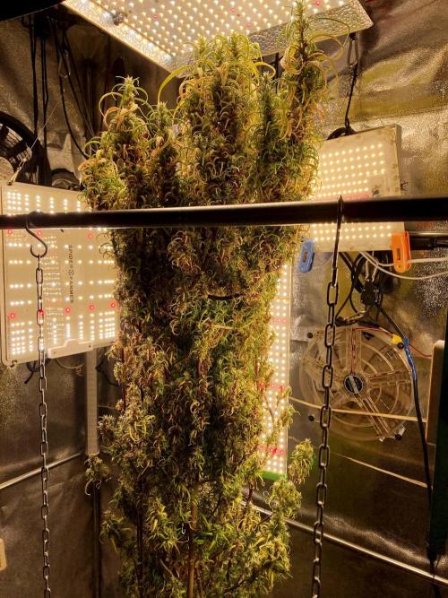 3M 🐵 Congo & x. Week 22