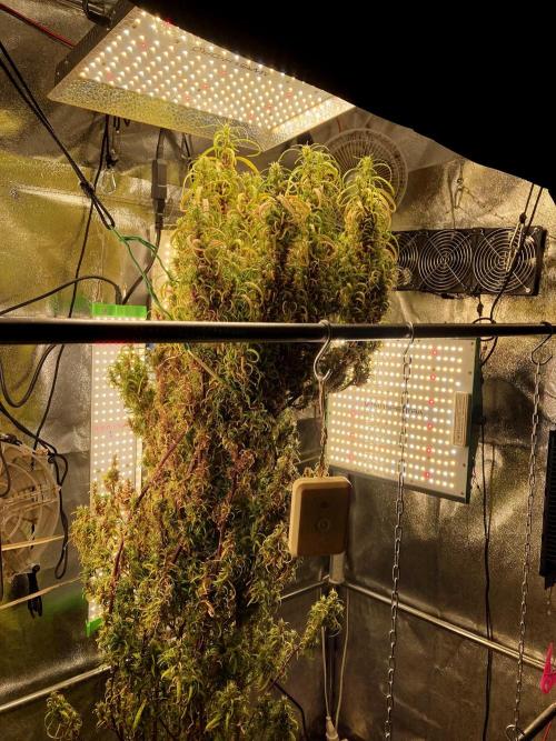 3M 🐵 Congo & x. Week 22