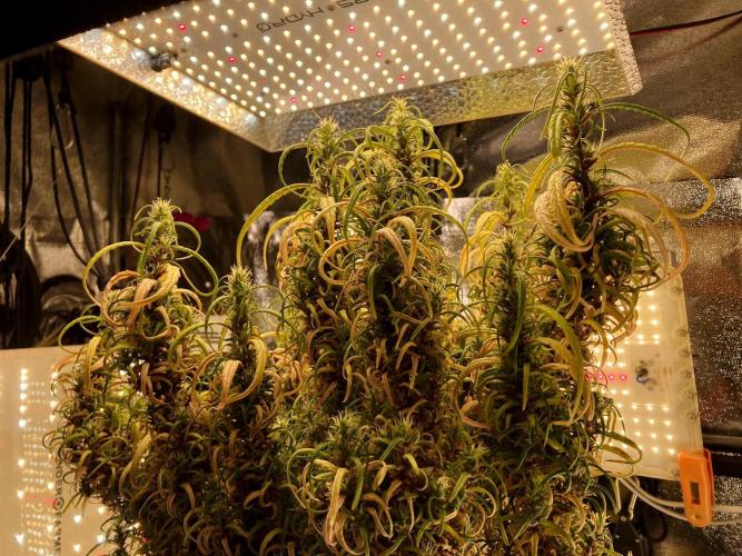 3M 🐵 Congo & x. Week 22