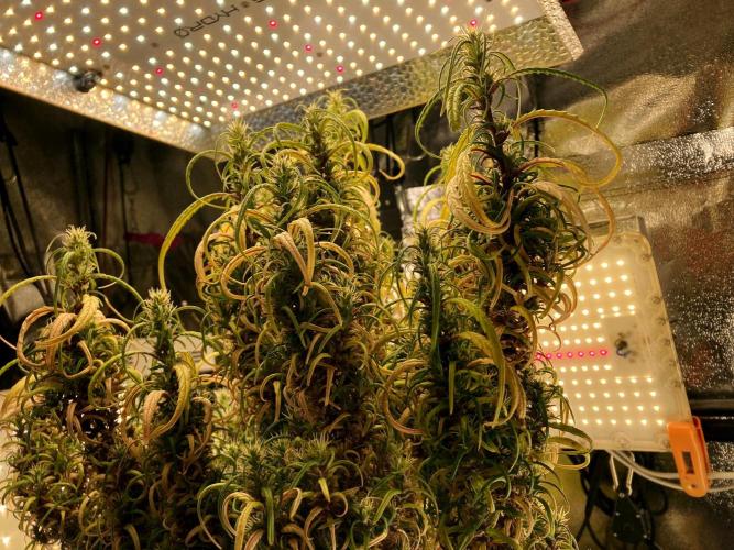 3M 🐵 Congo & x. Week 22