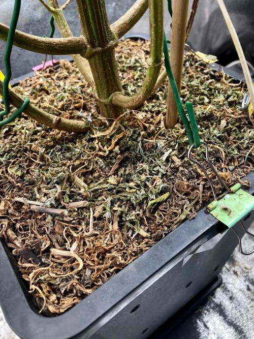 3M 🐵 Congo & x. Week 22