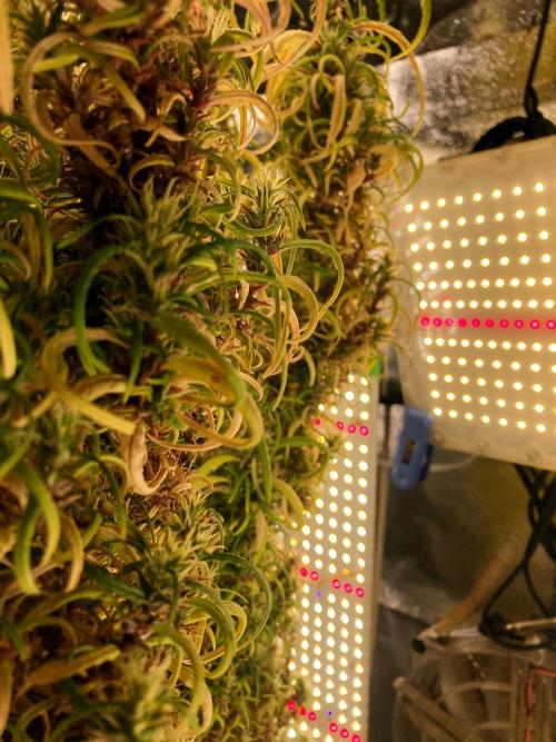 3M 🐵 Congo & x. Week 22