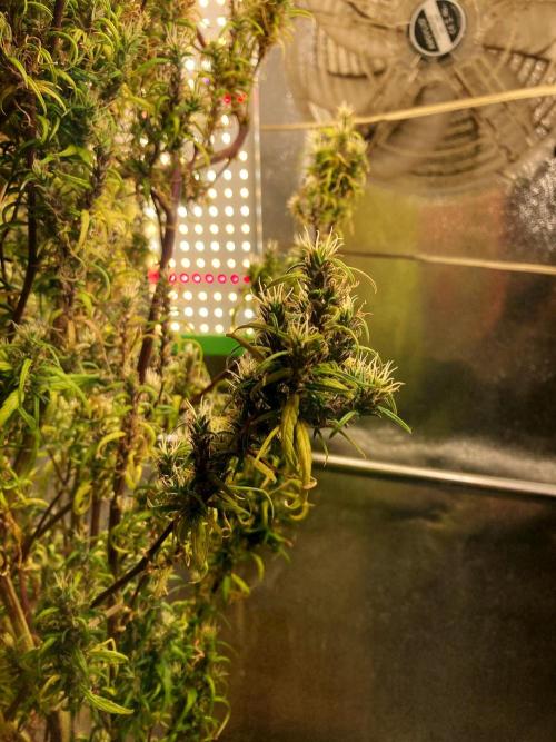 3M 🐵 Congo & x. Week 22