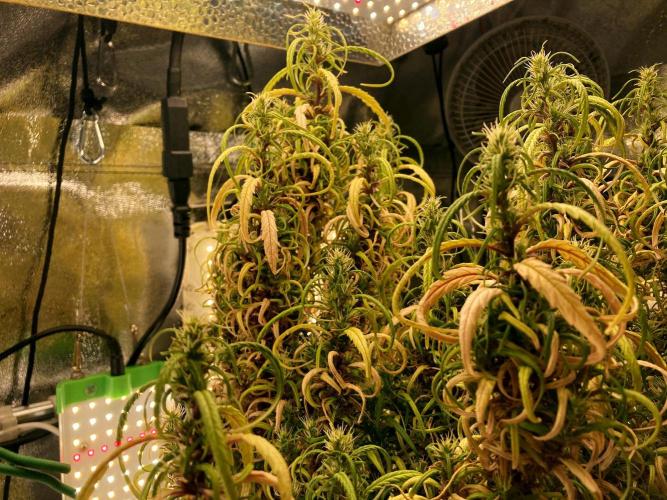 3M 🐵 Congo & x. Week 22