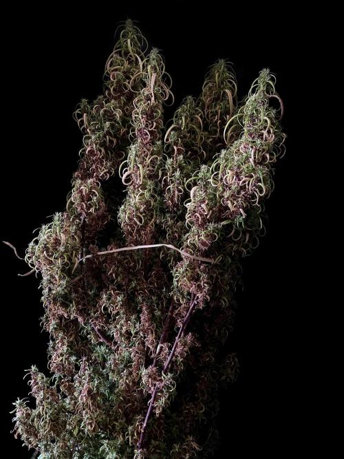 3M 🐵 Congo & x. Week 23