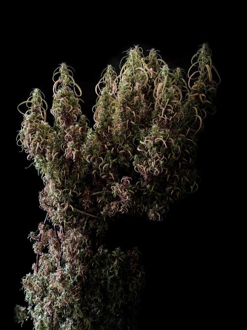 3M 🐵 Congo & x. Week 23