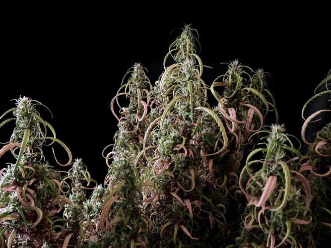 3M 🐵 Congo & x. Week 23