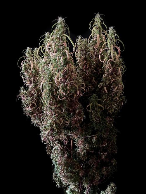 3M 🐵 Congo & x. Week 23