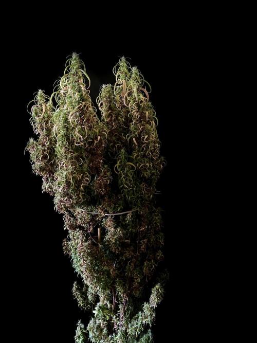 3M 🐵 Congo & x. Week 23