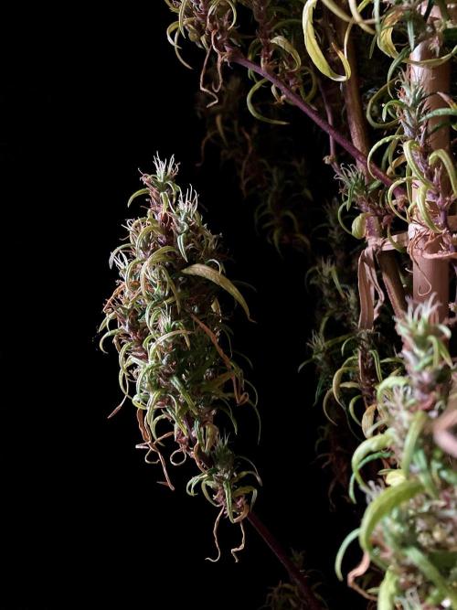 3M 🐵 Congo & x. Week 23