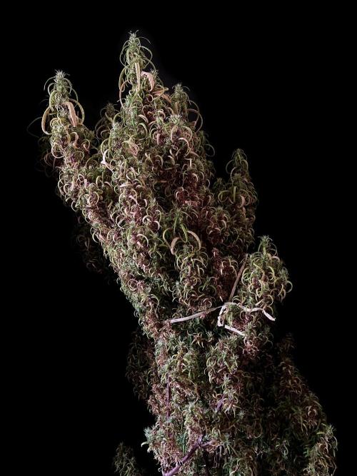 3M 🐵 Congo & x. Week 23