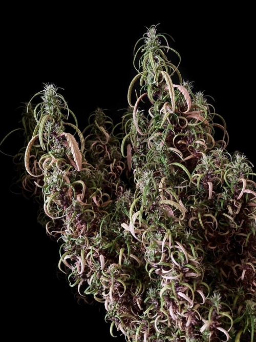 3M 🐵 Congo & x. Week 23