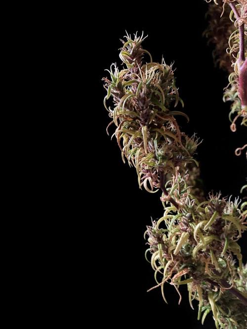 3M 🐵 Congo & x. Week 23