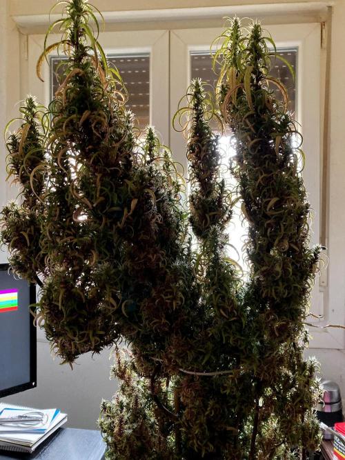 3M 🐵 Congo & x. Week 23