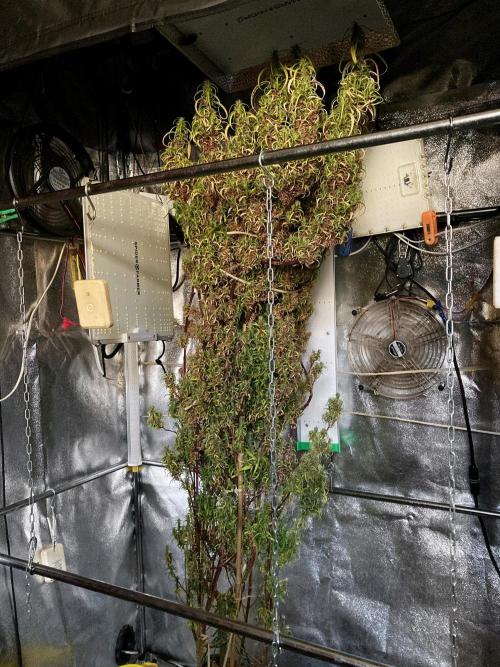 3M 🐵 Congo & x. Week 23