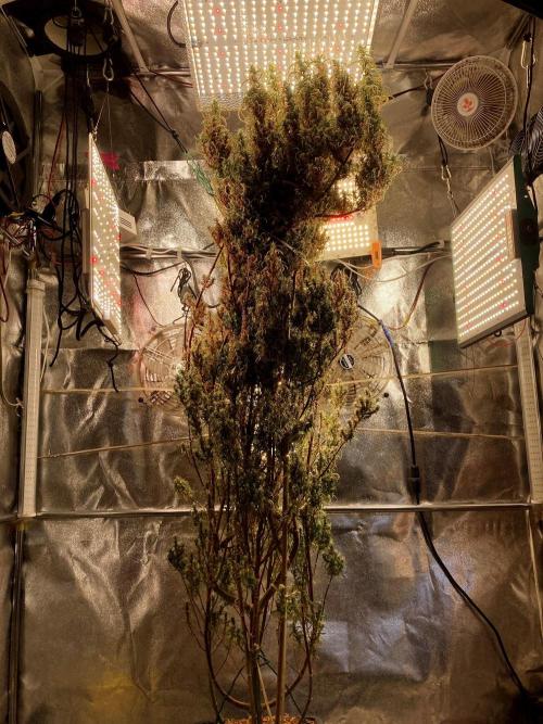 3M 🐵 Congo & x. Week 23