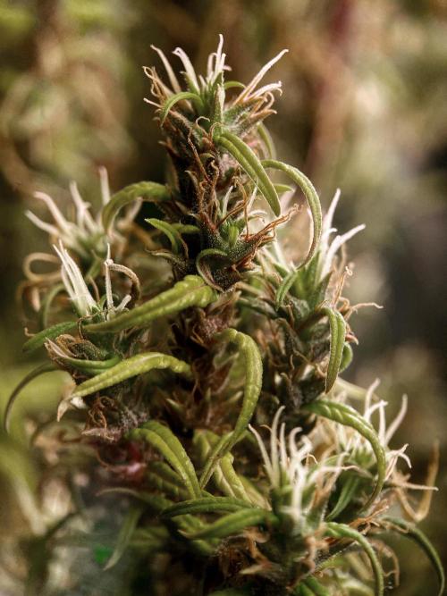 3M 🐵 Congo & x. Week 23