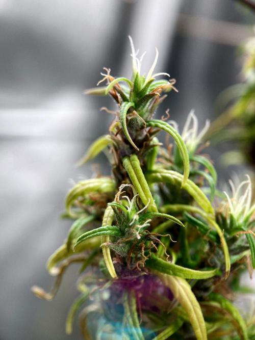 3M 🐵 Congo & x. Week 23