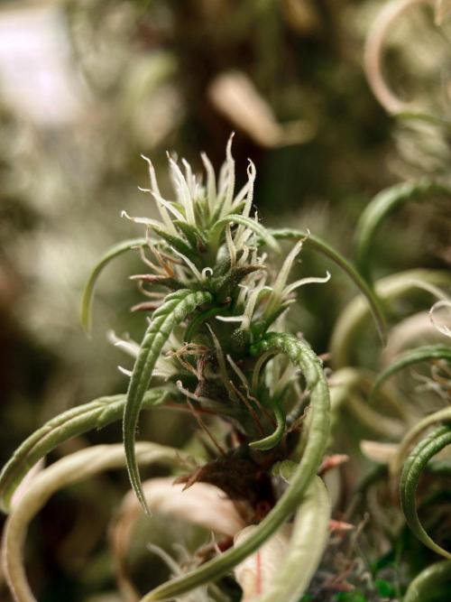 3M 🐵 Congo & x. Week 23