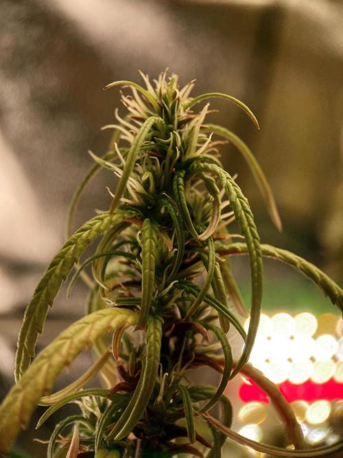 3M 🐵 Congo & x. Week 23