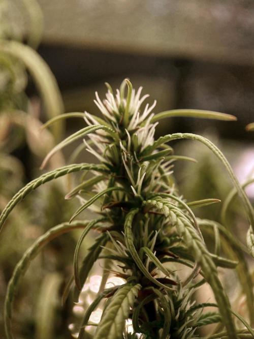 3M 🐵 Congo & x. Week 23