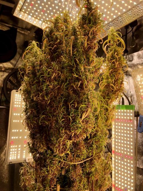 3M 🐵 Congo & x. Week 23