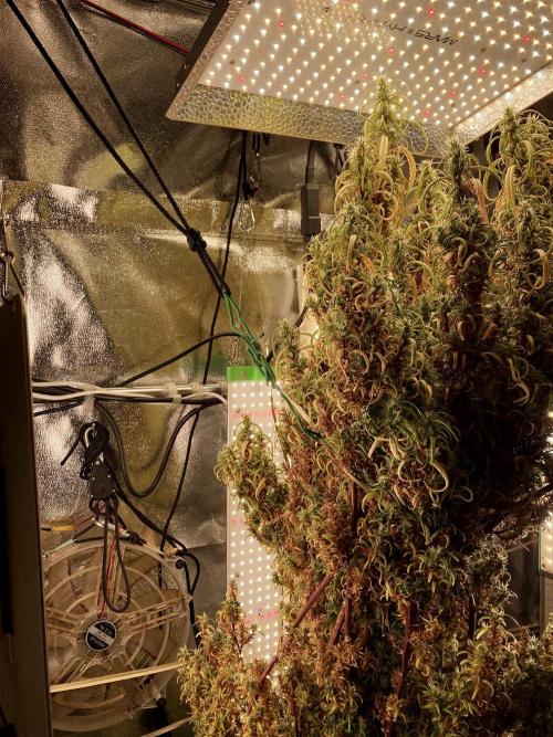 3M 🐵 Congo & x. Week 23