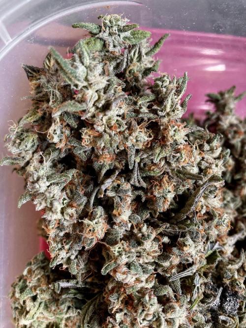 3M 🍨 Green Gelato. Week 20