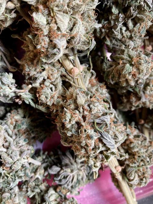 3M 🍨 Green Gelato. Week 20