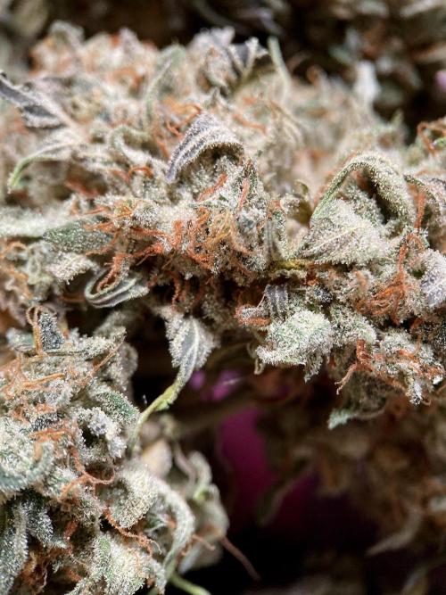 3M 🍨 Green Gelato. Week 20
