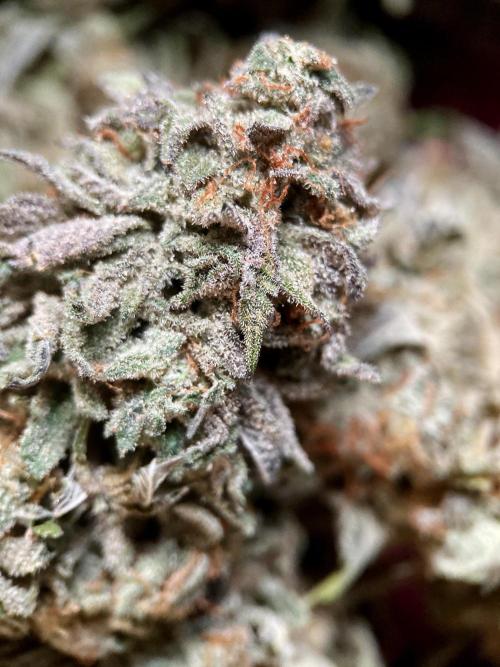 3M 🍨 Green Gelato. Week 20