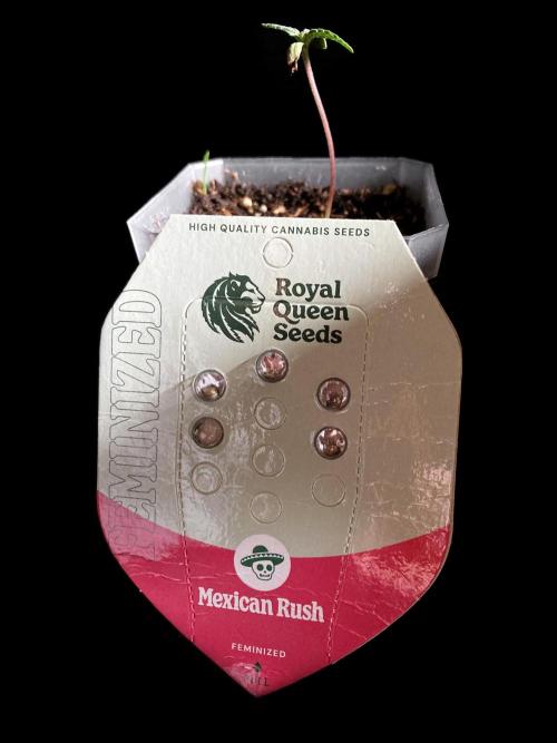 3M 🌮 Mexican Rush. Week 0