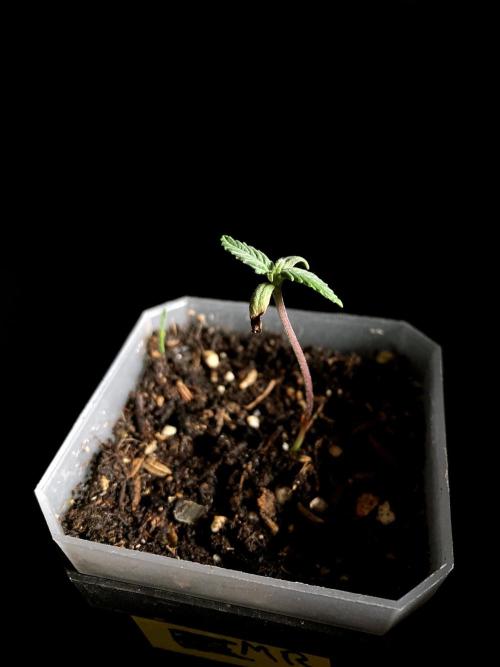 3M 🌮 Mexican Rush. Week 0