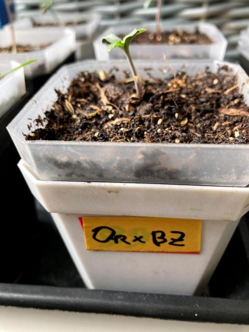 3M 🤪 Crossbreeding. Week 0