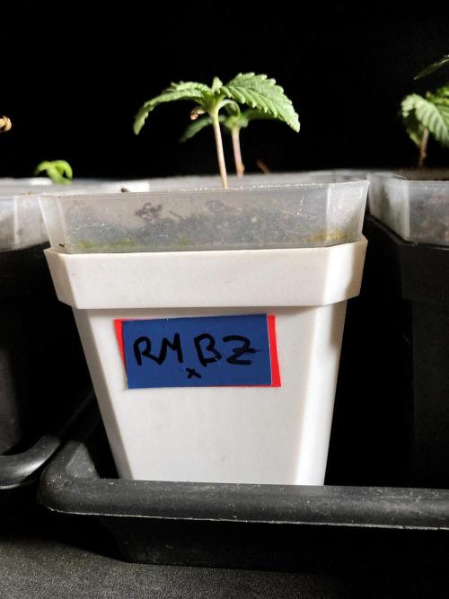 3M 🤪 Crossbreeding. Week 0