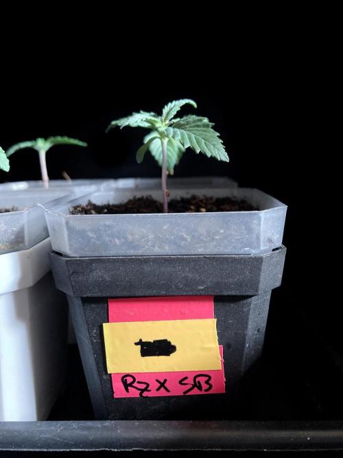 3M 🤪 Crossbreeding. Week 0
