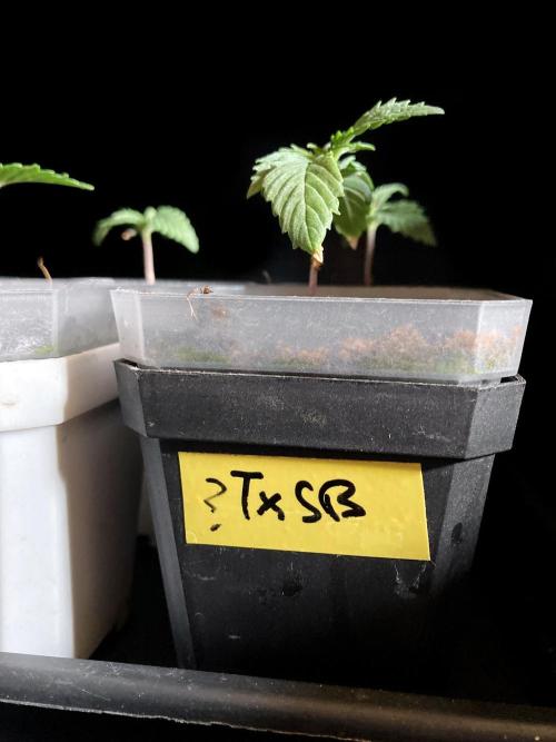 3M 🤪 Crossbreeding. Week 0