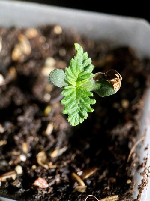 3M 🤪 Crossbreeding. Week 0