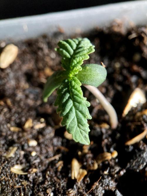 3M 🤪 Crossbreeding. Week 0
